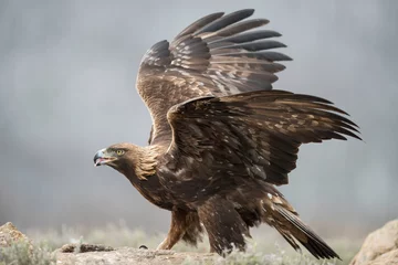 Foto op Plexiglas Golden eagle (Aquila chrysaetos) in the wild © Daniel Jara