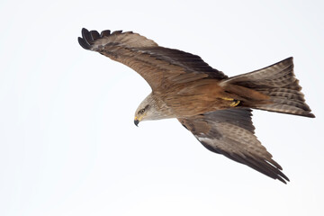 Black kite (Milvus migrans) in the wild