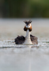 Black-necked grebe or eared grebe (Podiceps nigricollis) in the wild