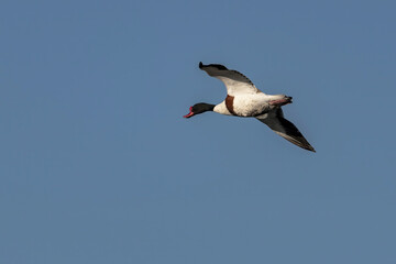 Flying common shelduck (Tadorna tadorna)