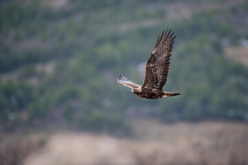 Golden eagle (Aquila chrysaetos) in the wild
