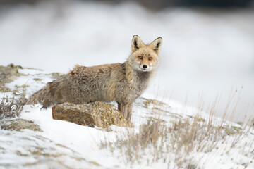 Red fox (Vulpes vulpes) in the wild