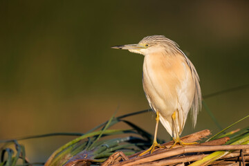 Squacco heron (Ardeola ralloides) in the wild