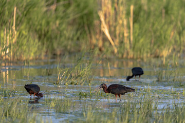 Glossy Ibis (Plegadis falcinellus) Searching for Food in a Marsh