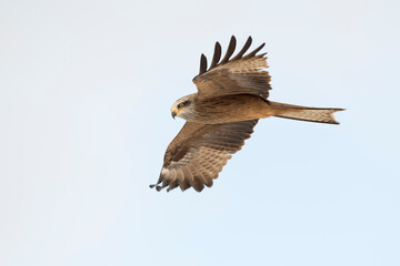 Obraz premium Black kite (Milvus migrans) in the wild