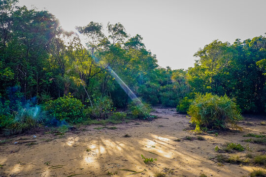 A view of the mangrove forest