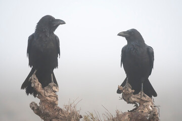 Common raven (Corvus corax) in the wild