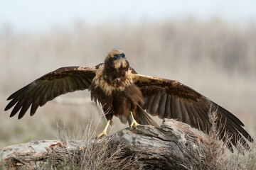 Western marsh harrier (Circus aeruginosus) in the wild