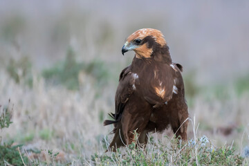 Western marsh harrier (Circus aeruginosus) in the wild