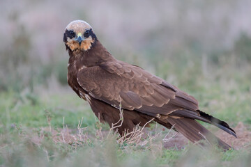 Western marsh harrier (Circus aeruginosus) in the wild