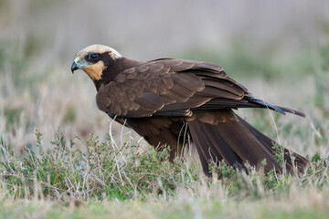 Western marsh harrier (Circus aeruginosus) in the wild