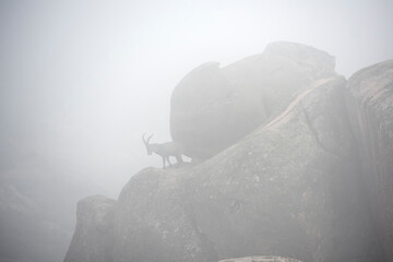 Iberian ibex (Capra pyrenaica) on a foggy day