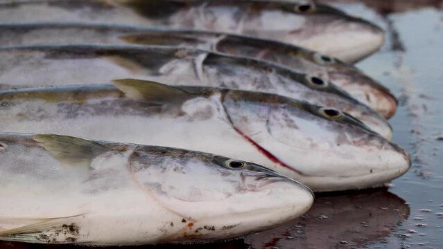 Yellowtail lined up on a table