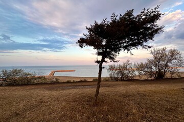 Tilted little tree on a windy evening above the Black Sea beach in Romania. - 625888849