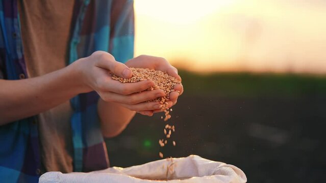agriculture. farmer hands holding grain close-up wheat barley. business agriculture concept. the farmer inspects the harvest holds grains of wheat in his hands close-up crop. farming hard work
