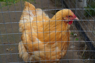 portrait of a red hen in an aviary behind a fence made of bars. The concept of keeping poultry