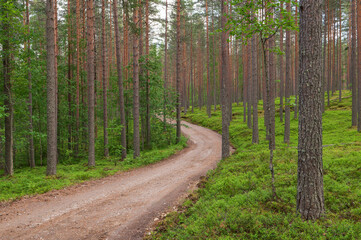 Narrow dirt road leading through beautiful forest landscape. Boreal forest view with straight Scots pine tree trunks.