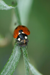 Vertical closeup on a seven-spotted ladybird , Coccinella septempunctata , eating an aphid