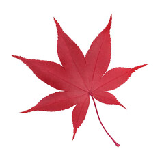 もみじ 落ち葉 イラスト リアル