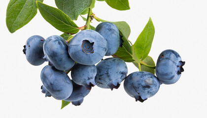 bunch of ripe blueberries hanging on a branch isolated on white background