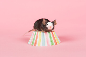 Cute black and white mouse on a pink background