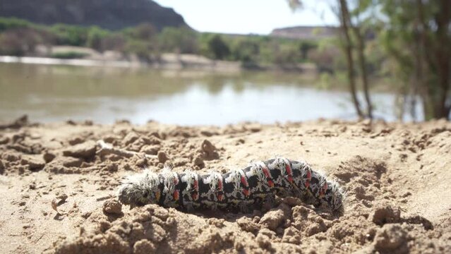 Mopane worm crawling across the sand in african landscape