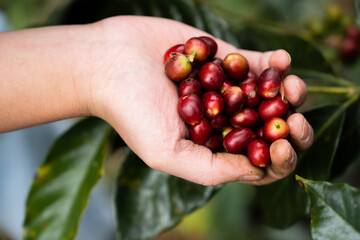 Harvesting red and yellow coffee beans and cherries in the forest