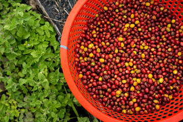 Harvesting red and yellow coffee beans and cherries in the forest