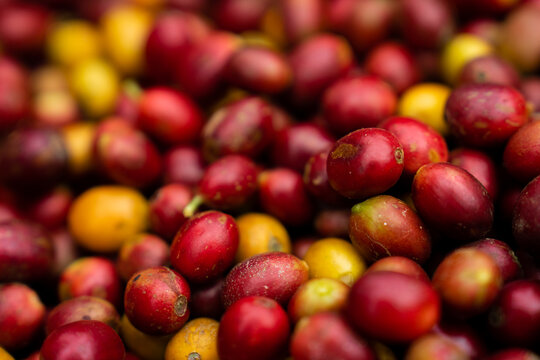 Harvesting red and yellow coffee beans and cherries in the forest