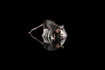 Cute black and white mouse on a black background with reflection