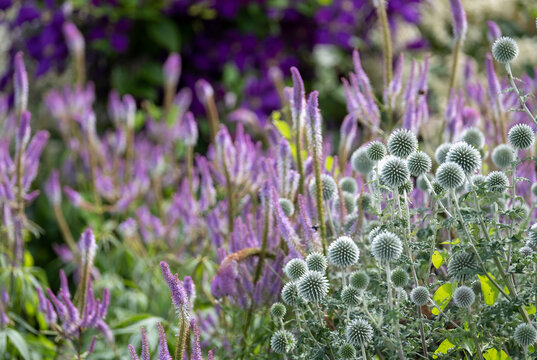 In the foreground, Ruthenian globe thistle, Echinops bannaticus Star Frost, photographed at RHS Wisley garden, Surrey UK.