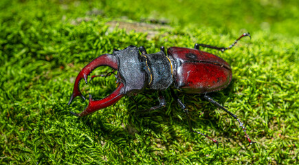 Stag beetle, Lucanus cervus, big insect in the nature habitat, Sibiu, Romania