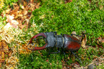 Stag beetle, Lucanus cervus, big insect in the nature habitat, Sibiu, Romania