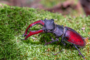Stag beetle, Lucanus cervus, big insect in the nature habitat, Sibiu, Romania