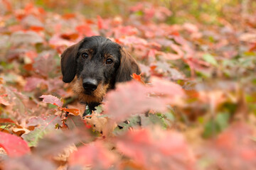 Cute little dachshund puppy covered with autumn leaves on a forest lane