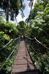 Obraz premium bridge in the forest