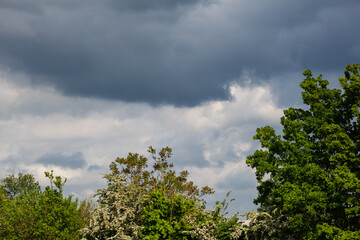 Dark clouds above the trees