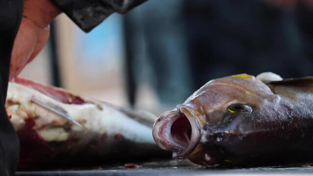 Filleting fish with mouth open