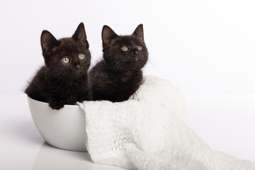 Two cute black young cats sitting in a white bowl on a white background