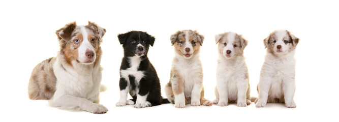 Australian dog family, four puppy's and their mother on a white background