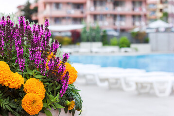 Hotel pool and sun loungers out of focus against the background of flowers, hotel tourism, a selection of tours from the tour operator