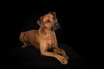 Beautifull rhodesian ridgeback dog lying down on a black couch on a black background looking away