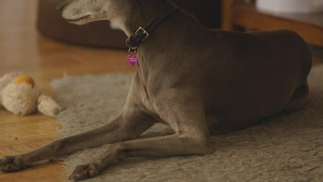 a Whippet dog sitting on a rug on a hard wood floor in a kitchen and looking around