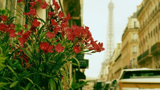 Romantic red flowers and the Eiffel Tower in Paris, France