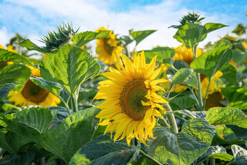 beautiful sunflower flower on a warm summer day, selective focus