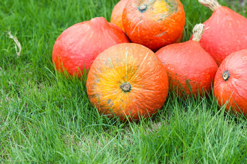 Hokaido pumpkins in a garden