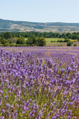 Lavendelblüte in Frankreich