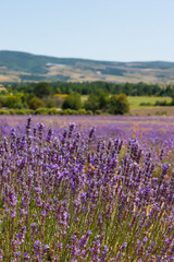 Obraz premium Lavendelblüte in Frankreich