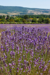 Lavendelblüte in Frankreich