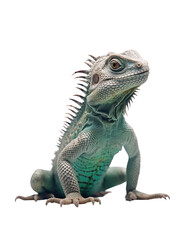 Fototapeta premium Majestic Iguana